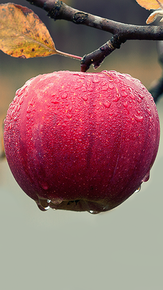 Apple Fruit