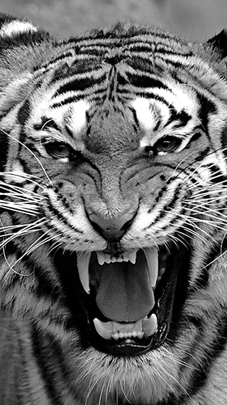 Bengal Tiger