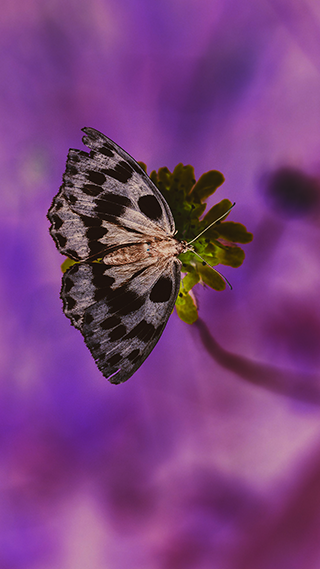 Butterfly Purple