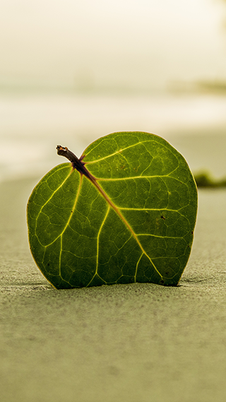Green Peace