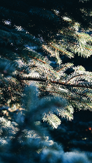 Pines