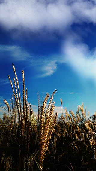 Reed Field