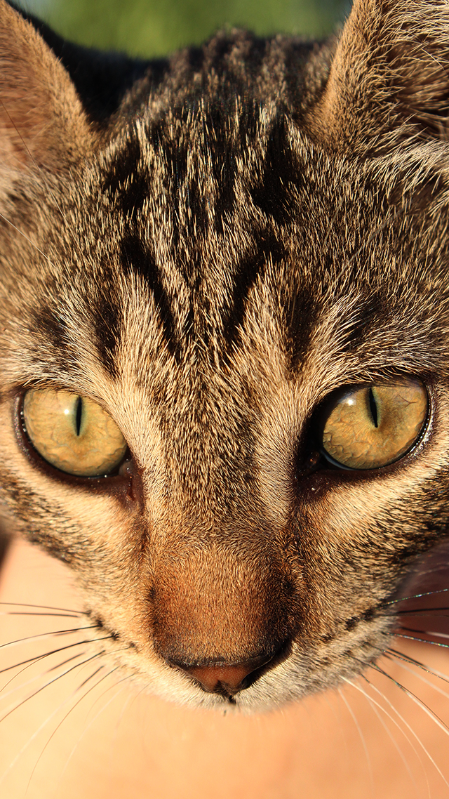 Curious Kitten Samsung S21 Wallpaper.