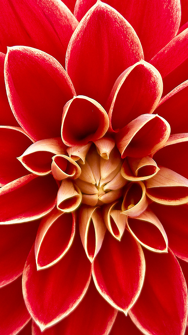 Dahlia Samsung S21 Wallpaper.