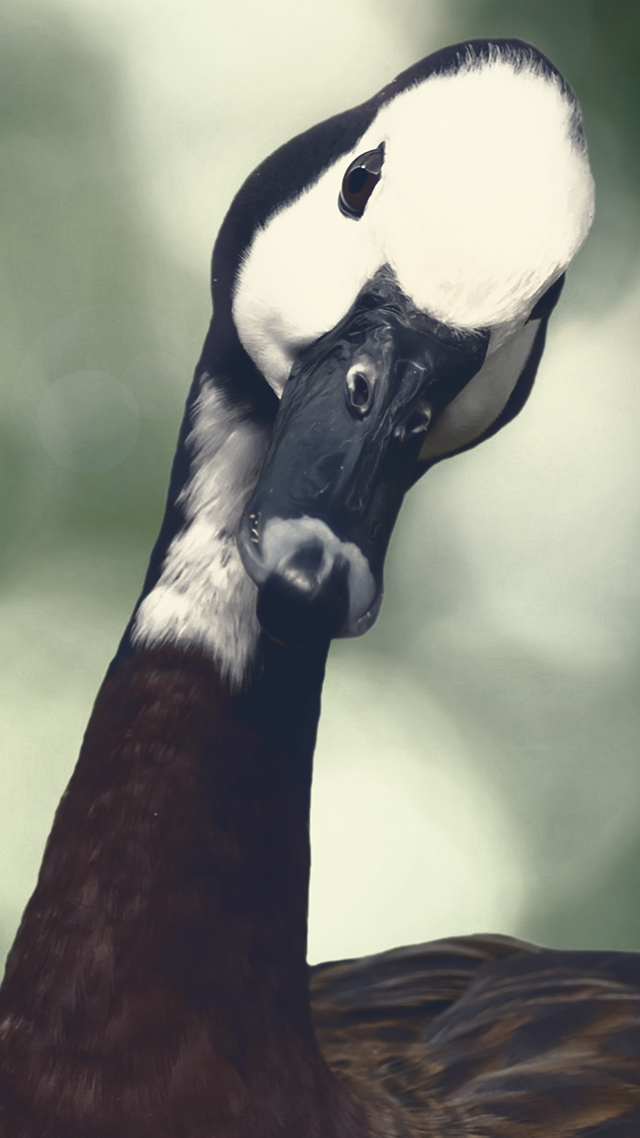 Goose Samsung S21 Wallpaper.