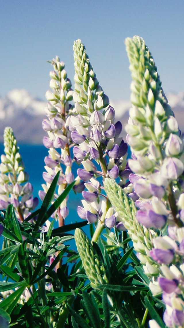 Lupinien Flowers Samsung S21 Wallpaper.