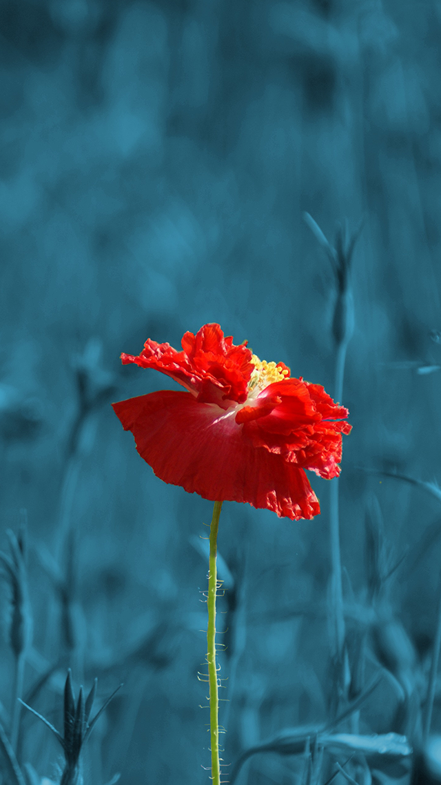 Red Poppy Samsung S21 Wallpaper.
