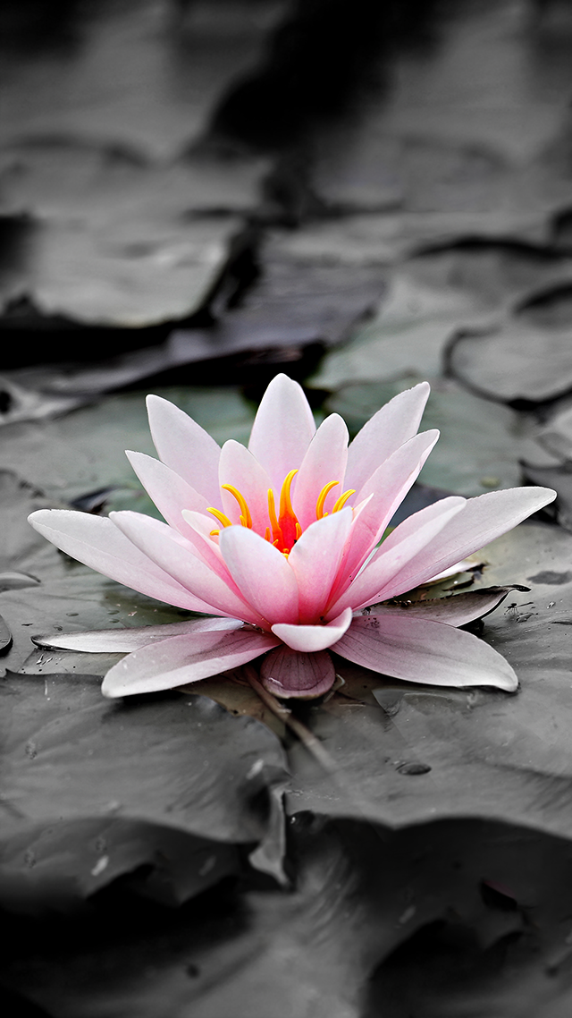 Sacred Lily Samsung S21 Wallpaper.