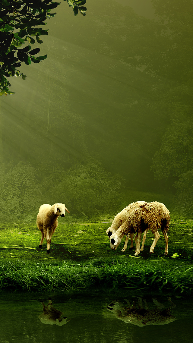 Shepard Samsung S21 Wallpaper.