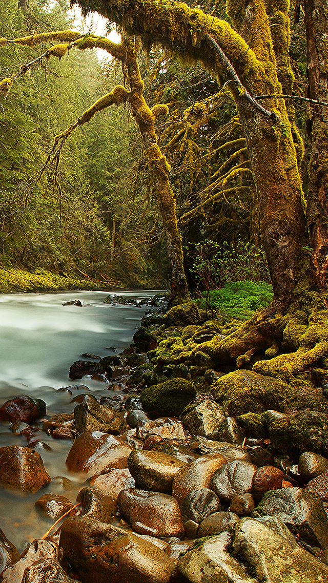 Survivalist Samsung S21 Wallpaper.