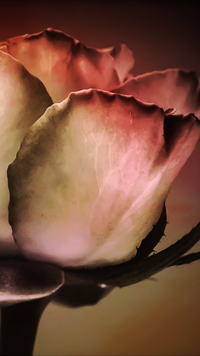 Vintage Rose Samsung S21 Wallpaper.