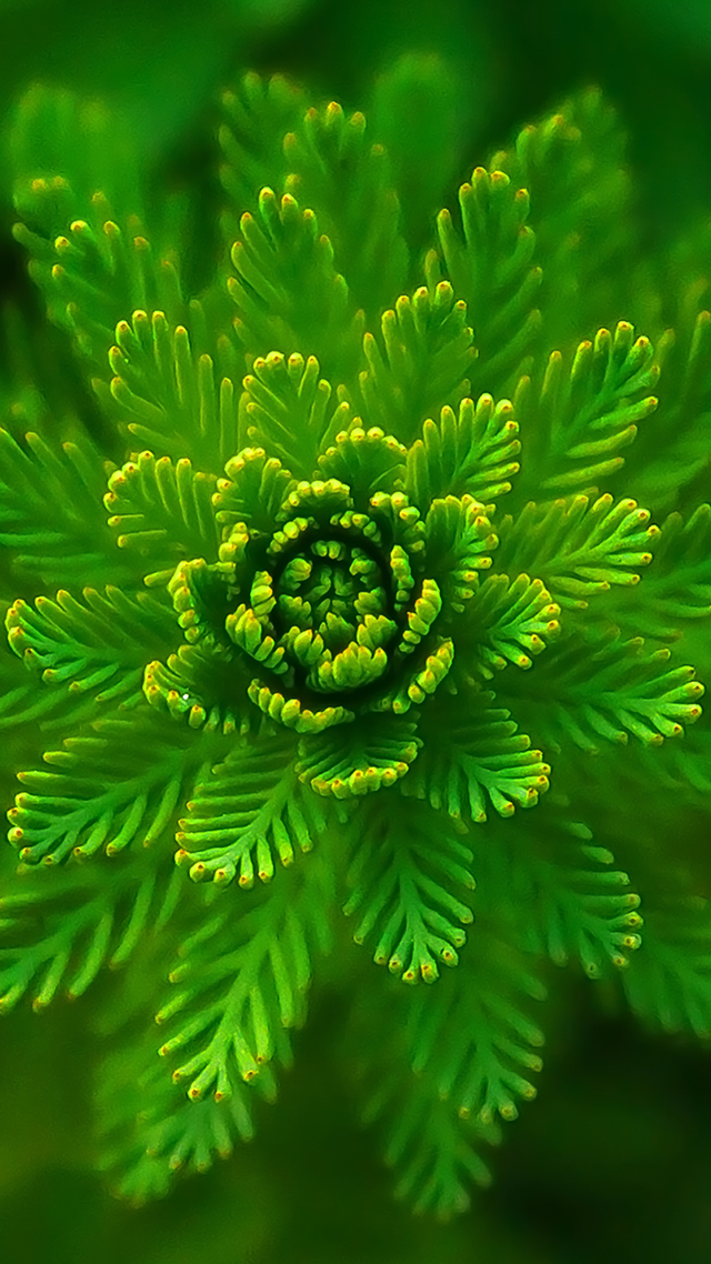 Water Plant Samsung S21 Wallpaper.