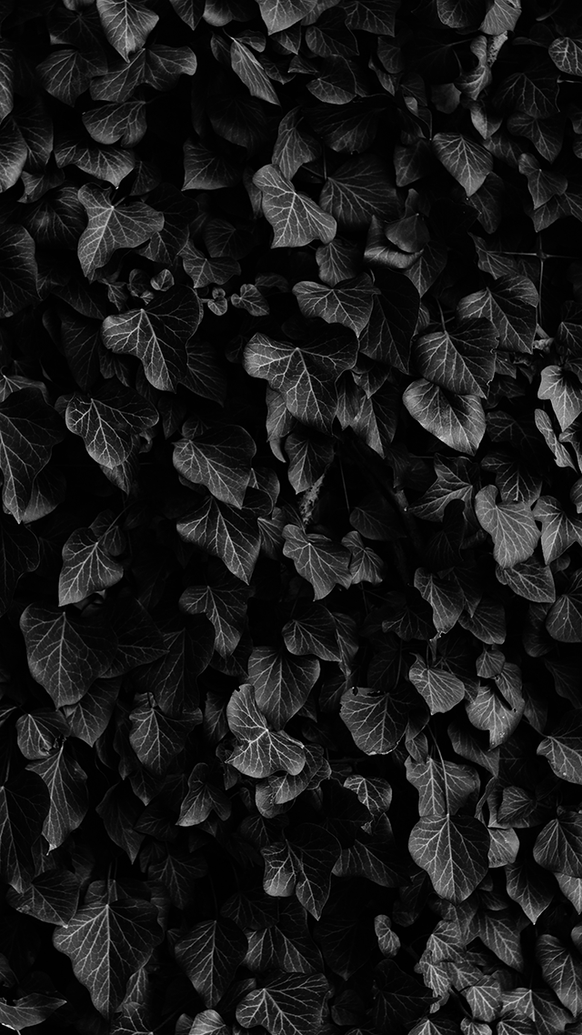 Black Ivy Samsung Z Fold 3 Wallpaper.