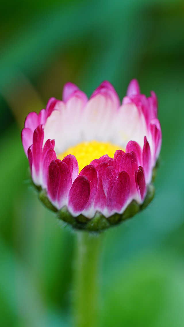 Daisy Samsung Z Fold 3 Wallpaper.
