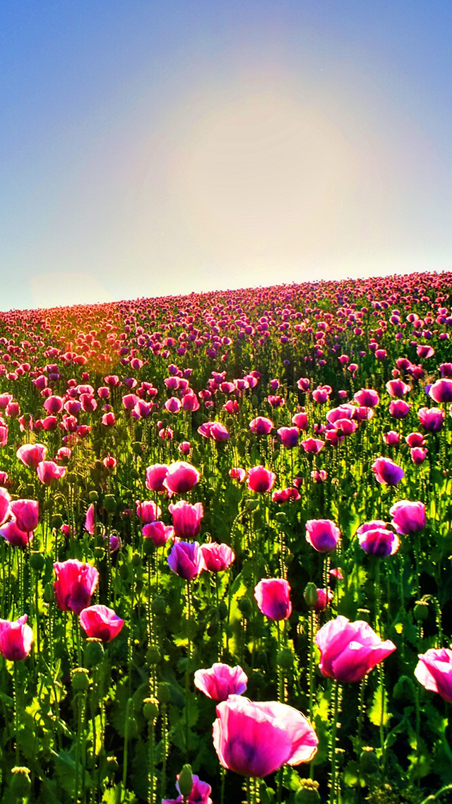 Flower Fields Samsung Z Fold 3 Wallpaper.