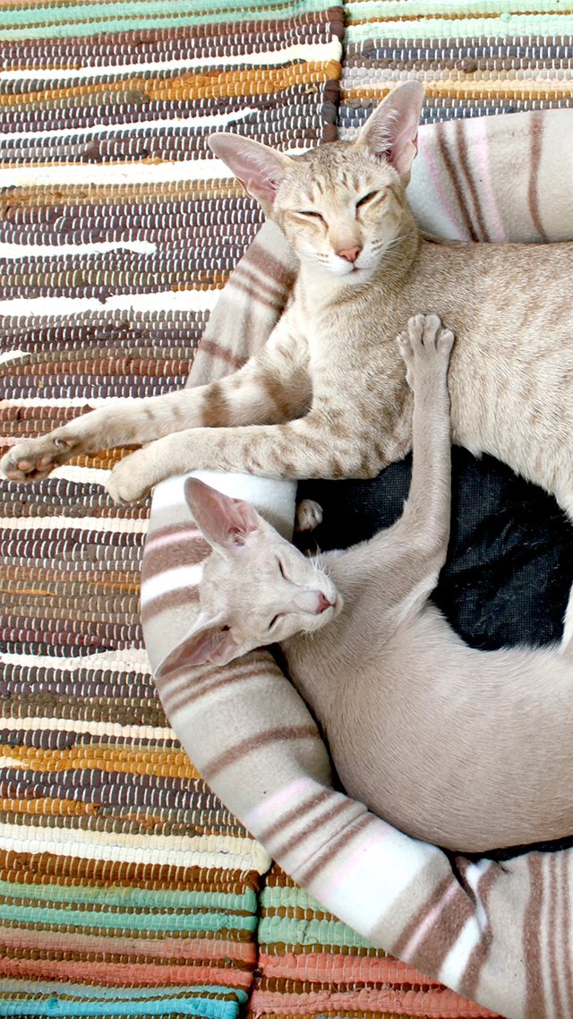 Just Relaxing Samsung Z Fold 3 Wallpaper.