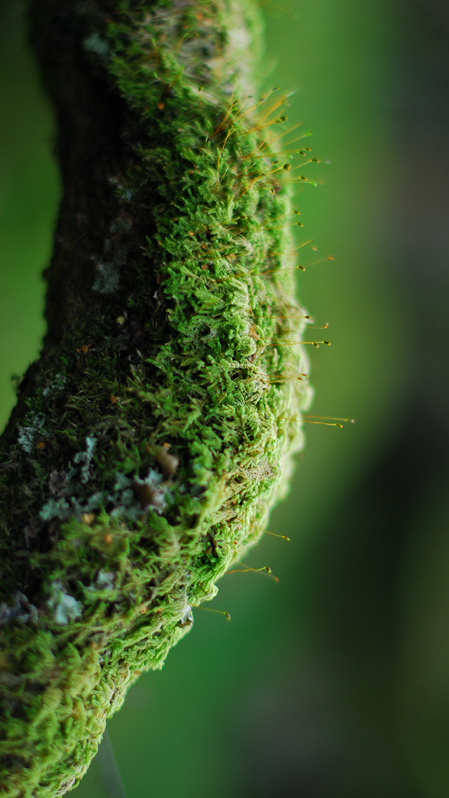 Mossy Oak Samsung Z Fold 3 Wallpaper.