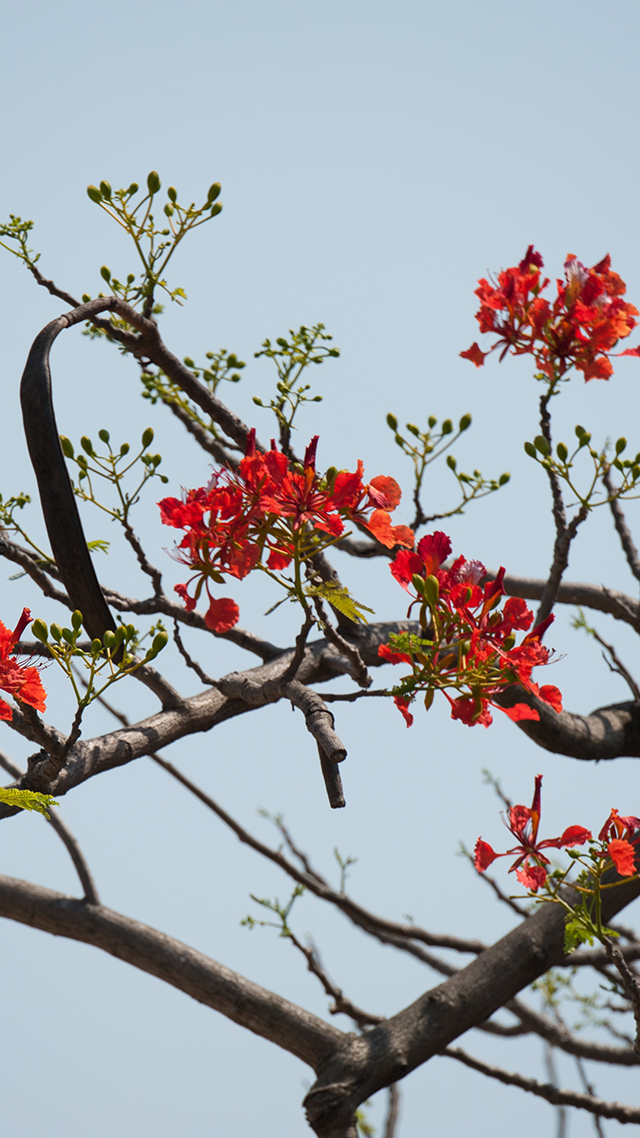 Nature Tree Samsung Z Fold 3 Wallpaper.