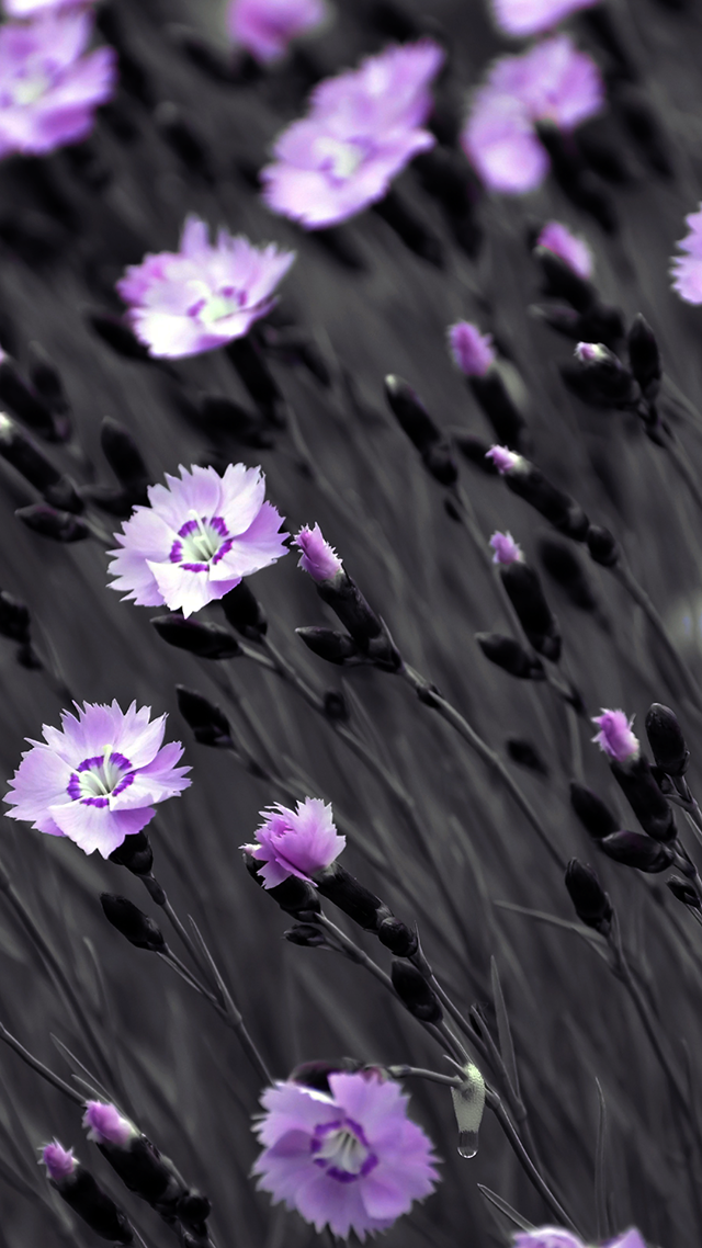 Night Shade Samsung Z Fold 3 Wallpaper.