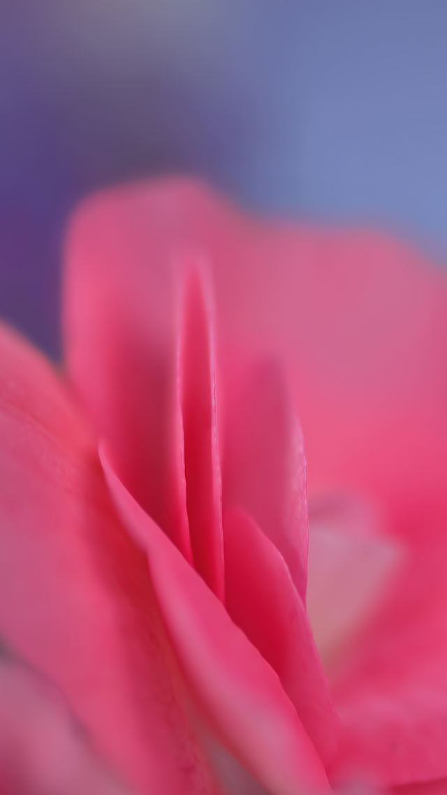 Rose Pastel Samsung Z Fold 3 Wallpaper.