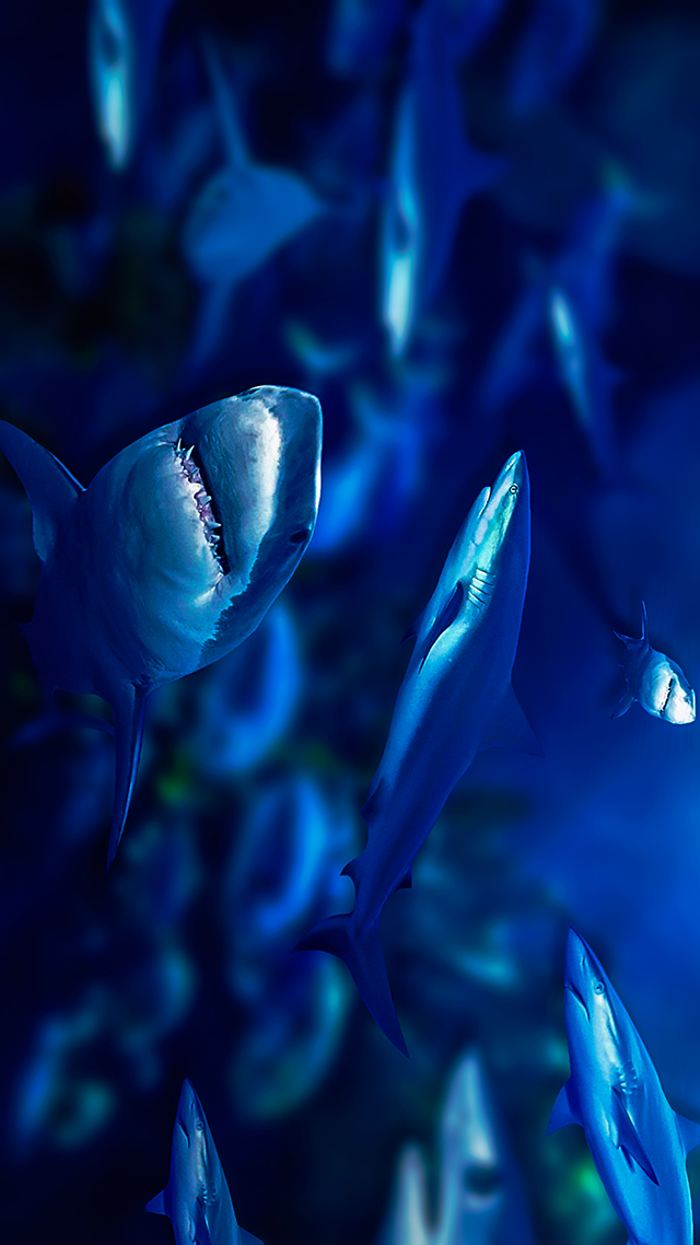 Sharks Samsung Z Fold 3 Wallpaper.