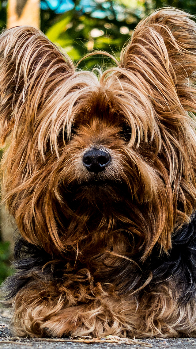 Yorkshire Pup Samsung Z Fold 3 Wallpaper.